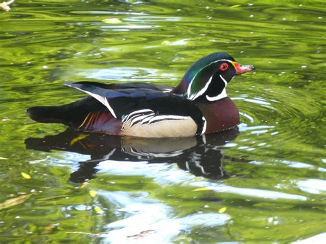 duck | Nature photography, Scenic landscape, Nature