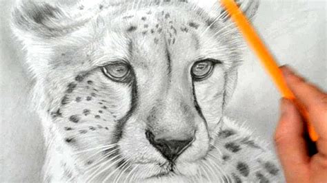 Cheetah Face Drawing