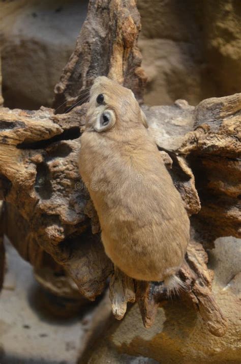 Common Gundi Ctenodactylus Gundi Stock Photo - Image of habitat ...