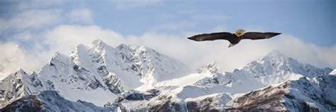 PHOTO DESCRIPTION: Bald Eagle flying over snow-capped mountains in the United States ...