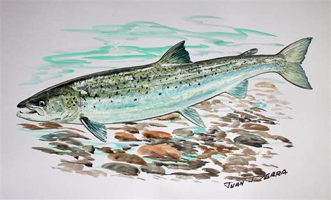 Atlantic Salmon 2 Painting by Juan Jose Serra