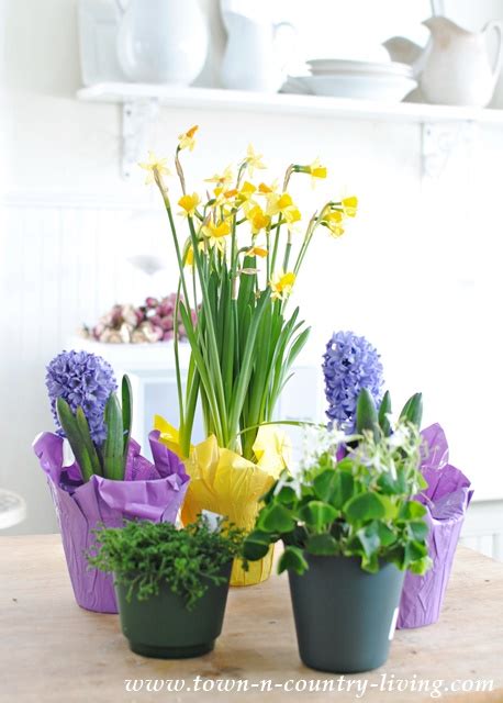 Easy DIY Spring Bulb Arrangement - Town & Country Living