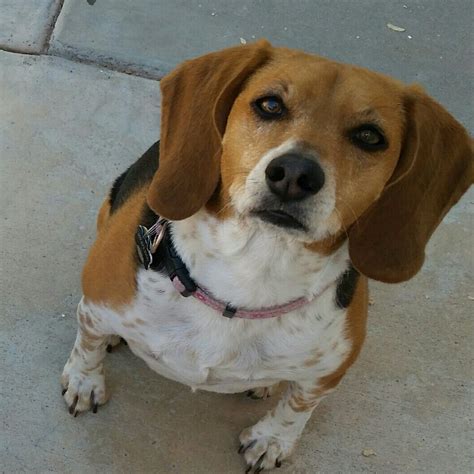 Ruby beagle Dachshund mix