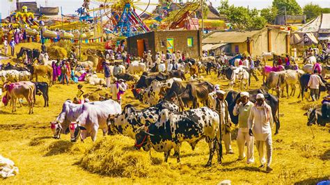 Nagaur Cattle Fair Rajasthan 2024 - Date, History, Major Attractions