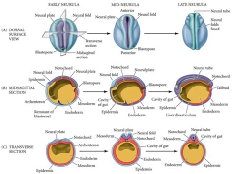 Frog Neurulation