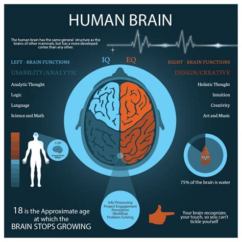 Interesting facts about the brain | Visual.ly | Emotional intelligence ...