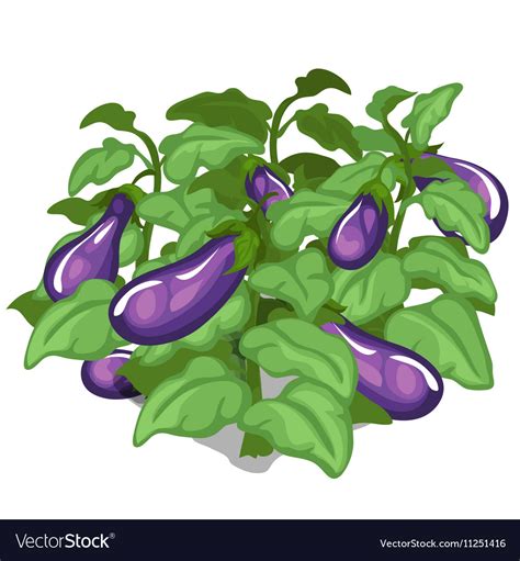 Planting and cultivation of eggplant Royalty Free Vector