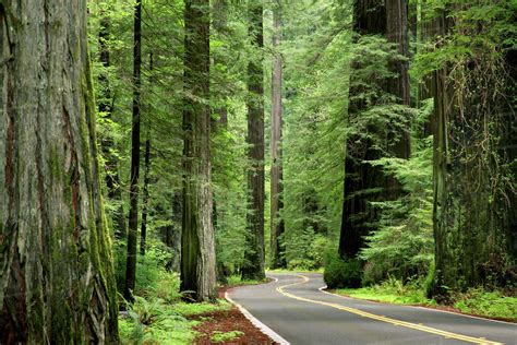 USA, California, Humboldt Redwoods State Park, Avenue of the Giants ...