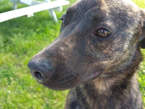 Pet of the Week -- Brindle Dutch Shepherd Mix