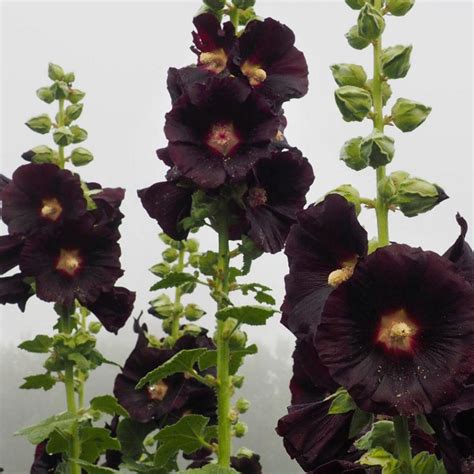 Organic Midnight Black Hollyhock - Fruition Seeds