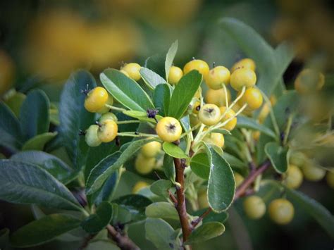 Pyracantha Coccinea Photograph by Cathy MONNIER - Fine Art America