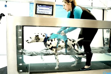 Bluewaters Canine Hydrotherapy | Swim & Underwater Treadmill Sessions for Dogs Worcestershire