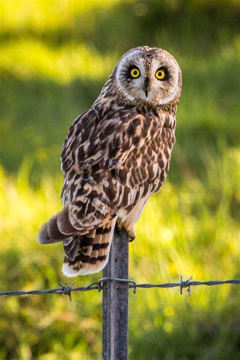 Hawaiian Short-Eared Owl Aka Pueo Stock Photo - Image of animal, talon: 106485472