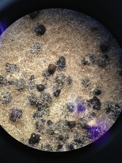 PLPA631 Ginger_Shan Jiang: 20121017 Lab 7 Continuation of N. crassa genetics