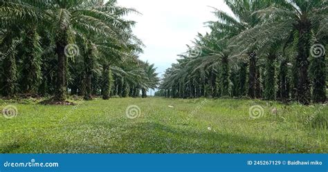 Beautiful Row of Palm Trees Stock Image - Image of meadow, agriculture ...