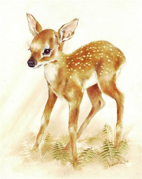 Fawn Painting by Peggy Harris - Fine Art America