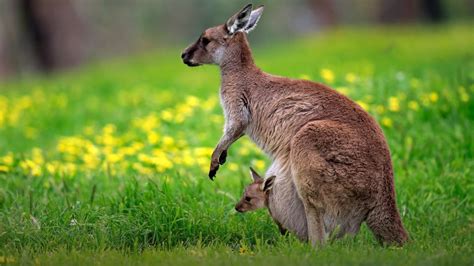 Kangaroo Island Kangaroo (Macropus fuliginosus) mother with young looking out of pouch ...