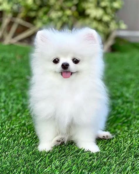 Tiny Pomeranian – How Much Do These Adorable Fluffy Ball Cost? | Cute dogs images, Cute dog ...