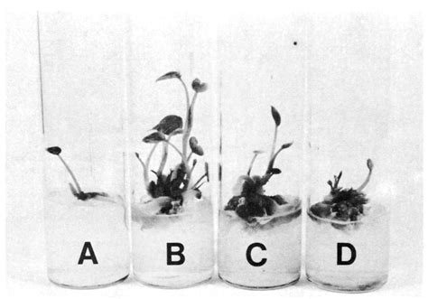 Figure 1 from In vitro propagation of Anthurium andreanum Lind. | Semantic Scholar