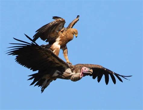 Vulture And Eagle Fight