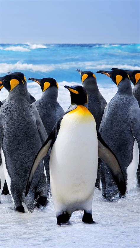 Penguins, bird, ocean, sea, king penguin, HD phone wallpaper | Peakpx