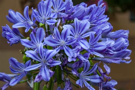 How to Grow Agapanthus in Pots (Complete Guide) - Gardenisms