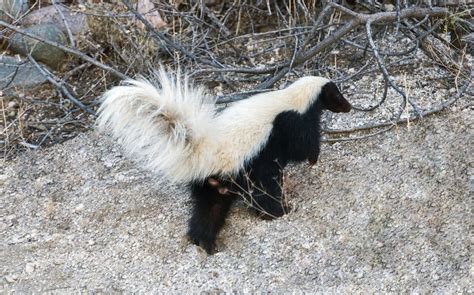 Hog-nosed Skunk | Focusing on Wildlife