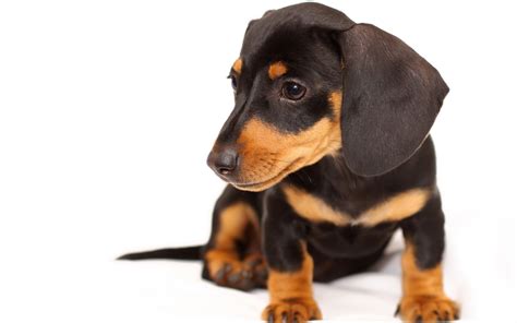 Doxie puppy wallpaper | 2560x1600 | #12822