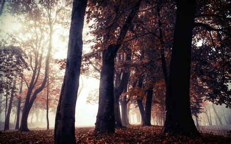 3840x2400 Autumn Trees Park Forest 5k 4K ,HD 4k Wallpapers,Images ...