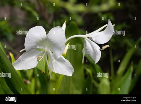 Hedychium coronarium, commonly known in Cuba as "butterfly". Is the ...