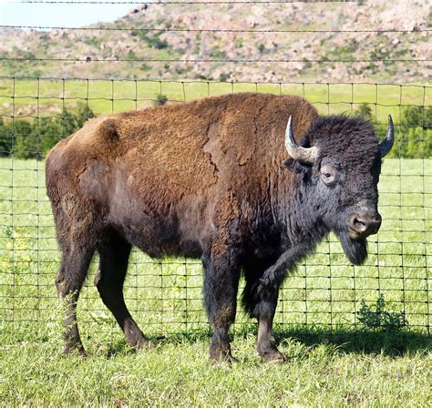 Buffalo of Oklahoma. Photograph by W Scott McGill - Fine Art America