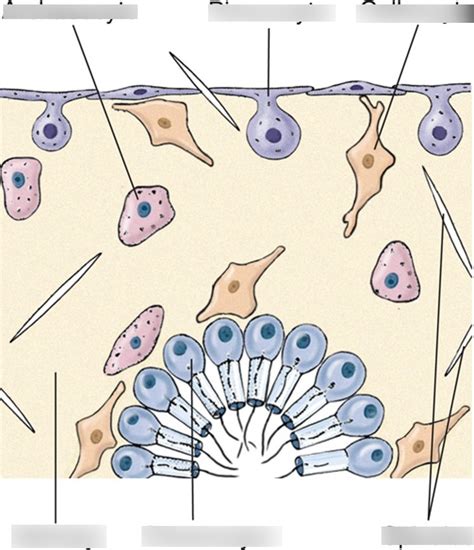 porifera (sponges) Diagram | Quizlet