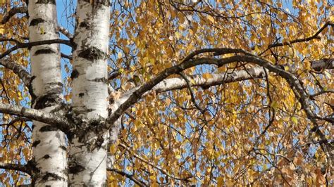 Birch in autumn close-up with yellow leaves against a blue sky. 6299895 Stock Video at Vecteezy