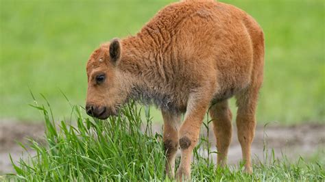 Wildlife Official Made Same Mistake With a Bison Calf As Misguided Tourists in Yellowstone ...