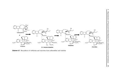 Biosynthesis of Vinblastine - Big Chemical Encyclopedia