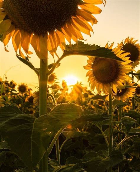 Pin by Michele Howe on Sunflowers Rule in 2024 | Sunflower wallpaper, Flower aesthetic, Pretty ...