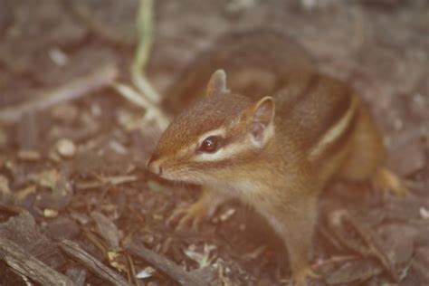 NWI Dunes: Wildlife at the Indiana Dunes State Park Nature Center, and lakeshore