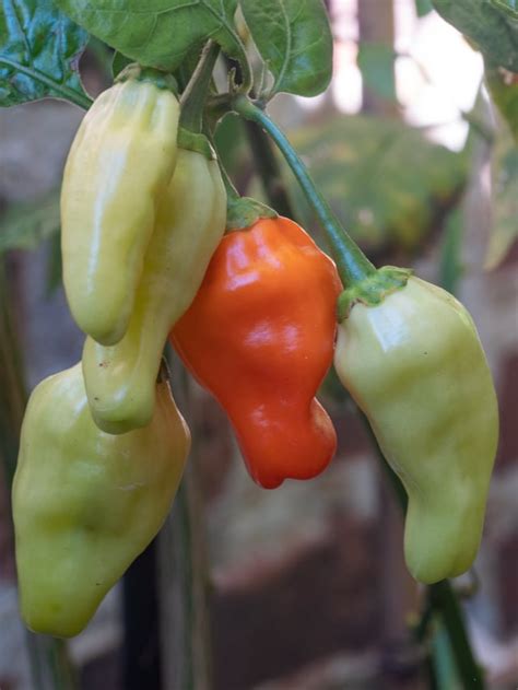 Stoked my Balinese Cabe Rawit (C. frutescens) finally ripening in Baltimore. Grown from seeds ...