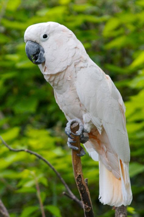 Moluccan Cockatoo | moluccan cockatoo the moluccan cockatoo cacatua moluccensis also known ...