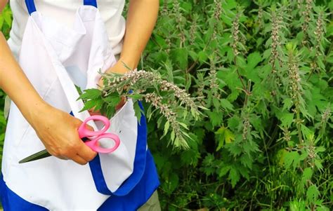 Health Benefits Of Motherwort(+Nutrition & Side Effects)