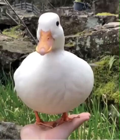 Duck : r/duck