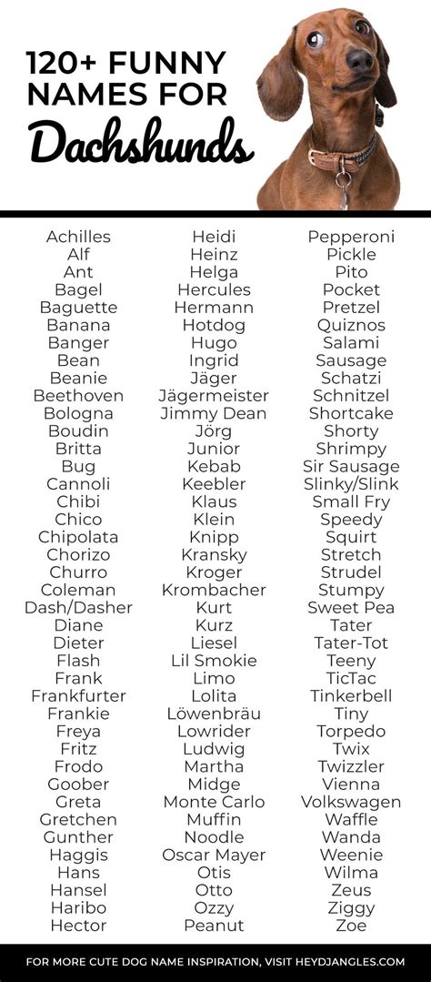 120+ Funny Names for Dachshunds - Hey, Djangles.