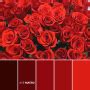 14 Valentine's Day Color Palettes 2023 - Ave Mateiu