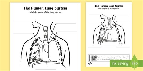 Respiratory system teaching resource- Labelling Activity
