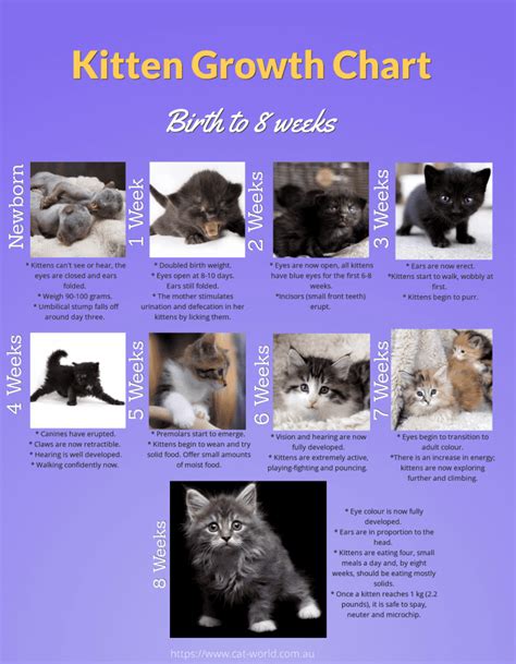 Kitten Growth Chart - Newborn to 8 Weeks | Cat-World