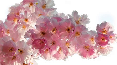 Beautiful Cherry Flowers 1366 x 768 HDTV Wallpaper