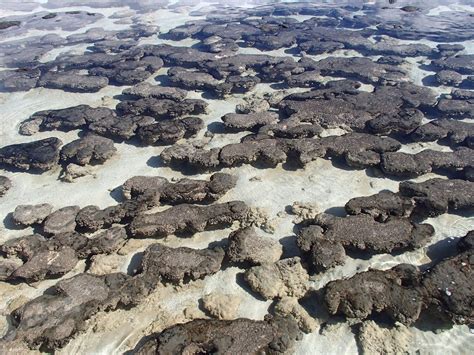 Hamelin Pool Marine Nature Reserve - All You Need to Know BEFORE You Go ...