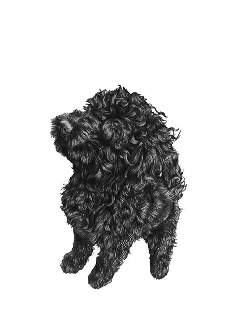 Prints available of 'Ted' the cockapoo...#drawing | Yorkshire terrier puppies, Dog pop art, Dog spay