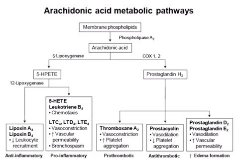 USMLE Notes - Arachidonic acid metabolic pathway