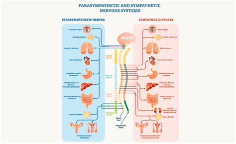 Parasympathetic vs Sympathetic Nervous System | HHY – Happy Healthy You